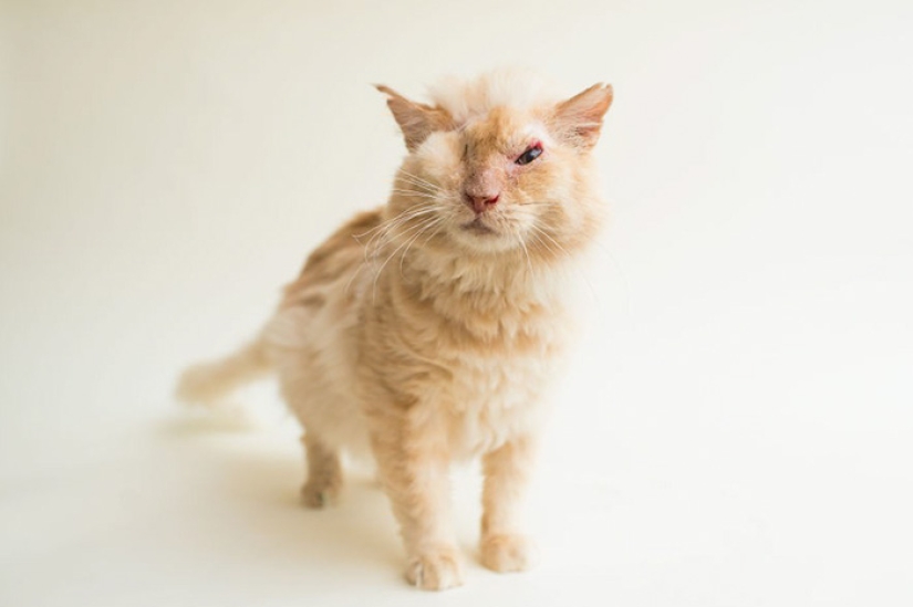 The cat was doused with acid, but he did not lose faith in people