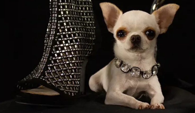 The charm of smallness: the smallest dog on the planet wins hearts