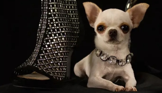 The charm of smallness: the smallest dog on the planet wins hearts