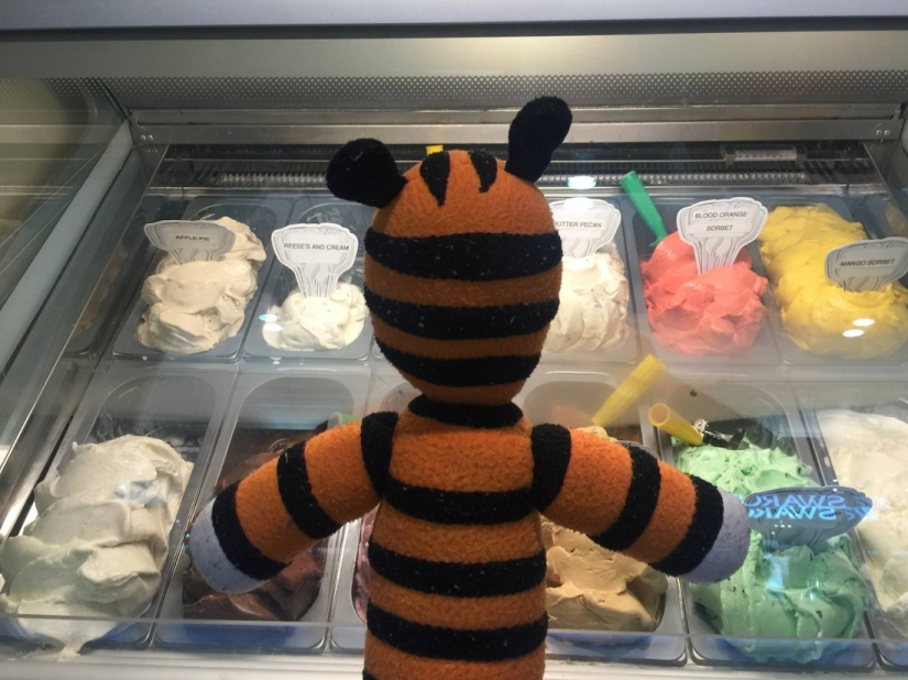 The Crazy Adventures of a Forgotten Tiger at Tampa Airport