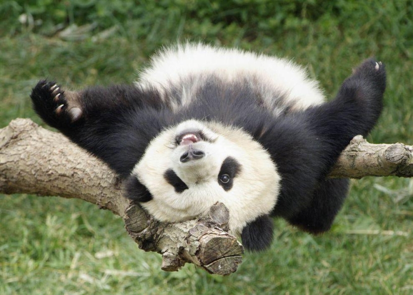 The cutest and funniest pandas