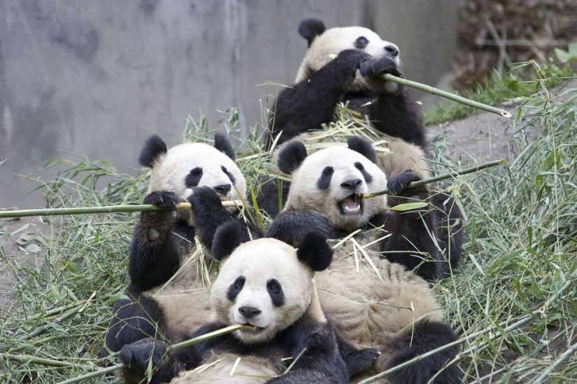 The cutest and funniest pandas