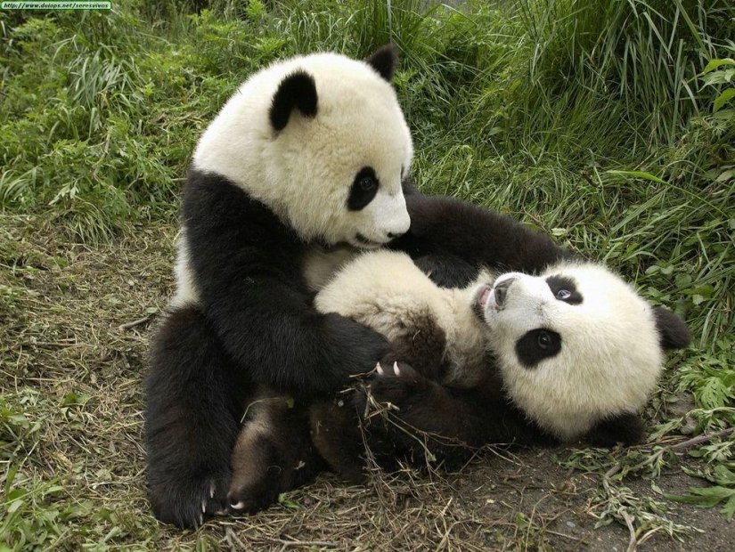 The cutest and funniest pandas