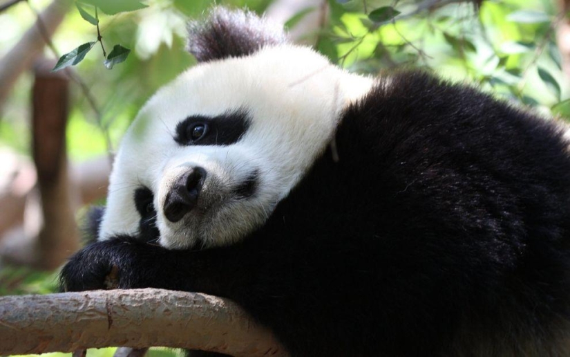 The cutest and funniest pandas