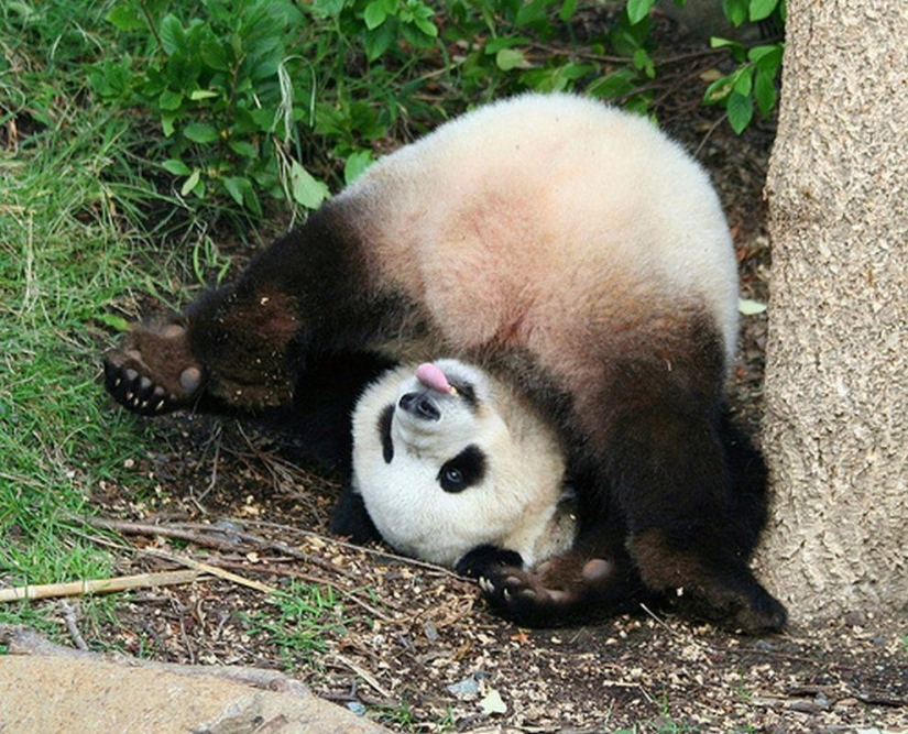 The cutest and funniest pandas