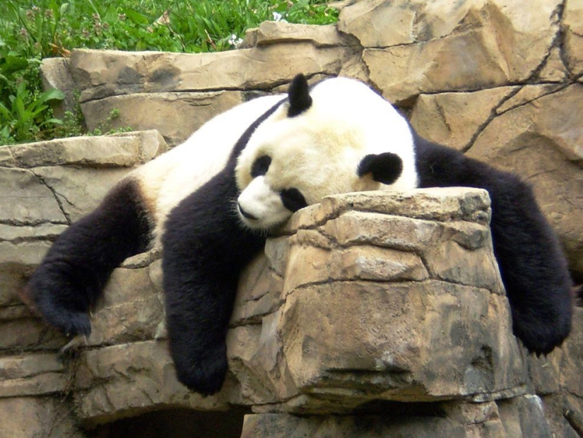 The cutest and funniest pandas - Pictolic