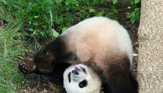 The cutest and funniest pandas