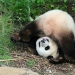 The cutest and funniest pandas
