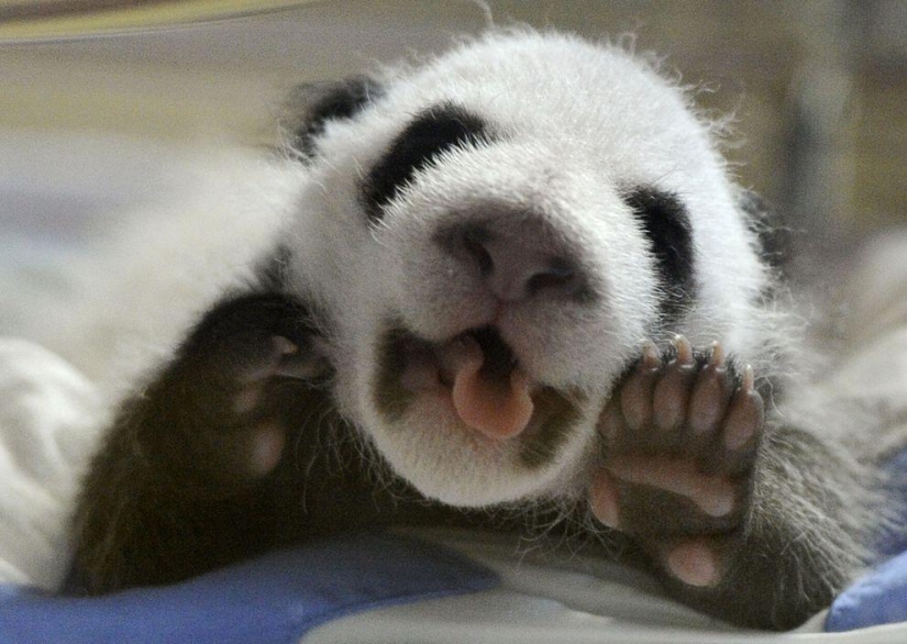 The cutest and funniest pandas