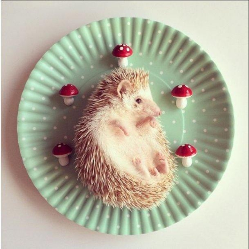 The cutest hedgehog from Instagram