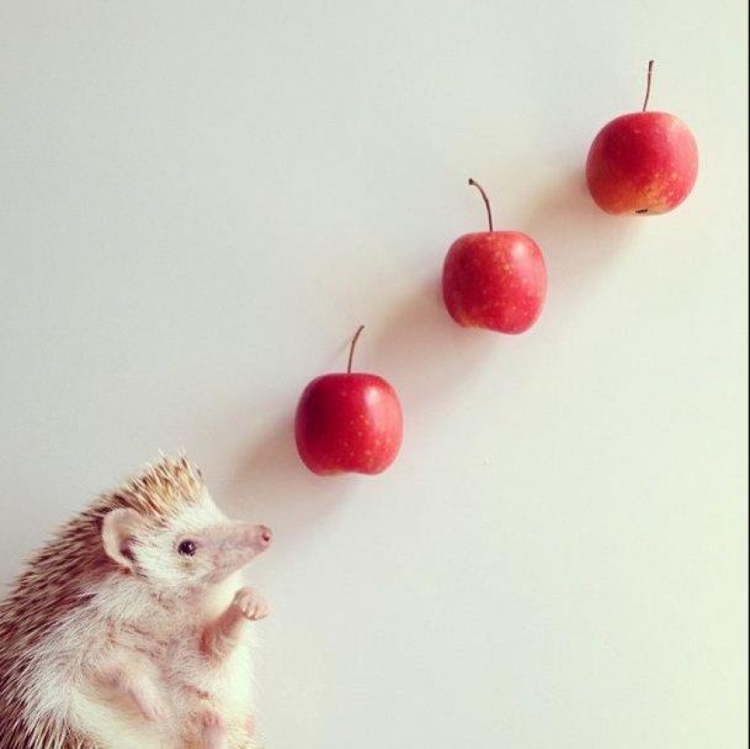 The cutest hedgehog from Instagram