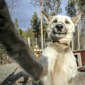 The cutest husky selfies