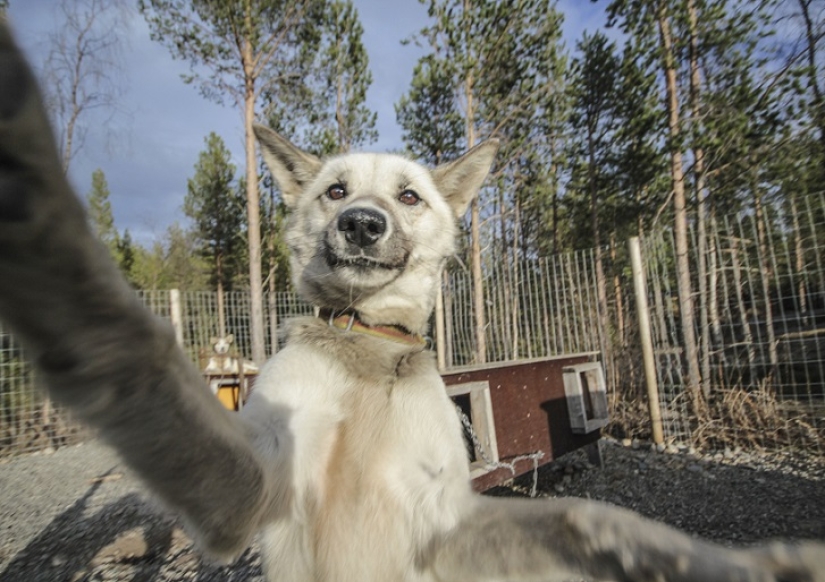 The cutest husky selfies