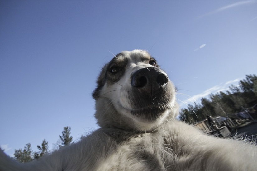 The cutest husky selfies