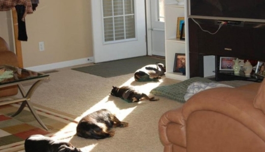 The cutest pets in search of warmth