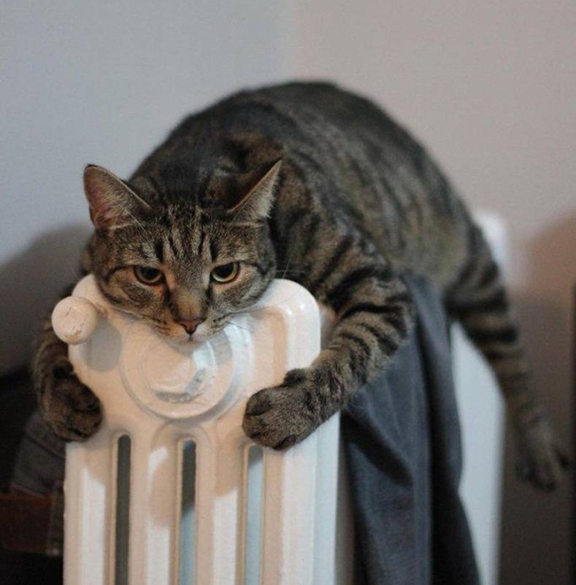 The cutest pets in search of warmth