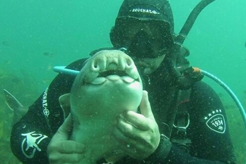 The diver caressed the shark, and now it swims into his hands again and again