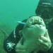 The diver caressed the shark, and now it swims into his hands again and again