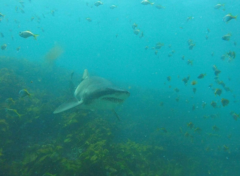 The diver caressed the shark, and now it swims into his hands again and again