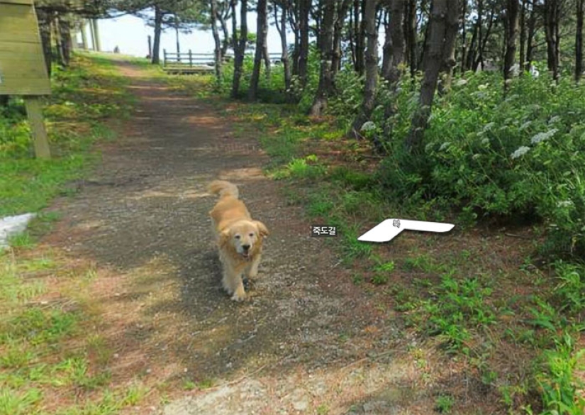 The dog follows the Google Street View device and photobombs every frame