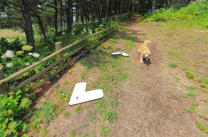 The dog follows the Google Street View device and photobombs every frame