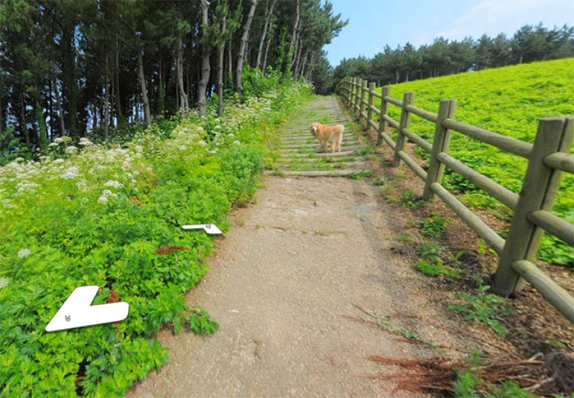 The dog follows the Google Street View device and photobombs every frame