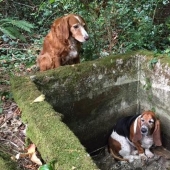 The dog sat for a week next to his friend who fell into the pit - until help arrived from Facebook