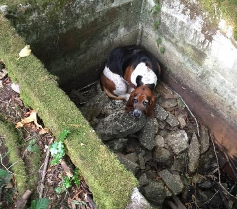 The dog sat for a week next to his friend who fell into the pit - until help arrived from Facebook