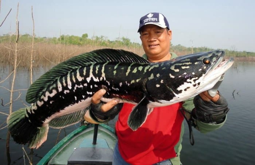 The dream of a fisherman and the horror of an ecologist: the snakehead terminator fish captures the waters of the United States