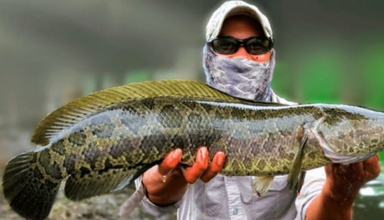 The dream of a fisherman and the horror of an ecologist: the snakehead terminator fish captures the waters of the United States