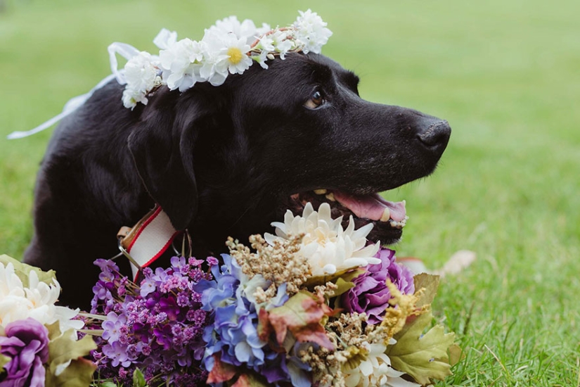 The dying dog lived to see the wedding of his beloved mistress