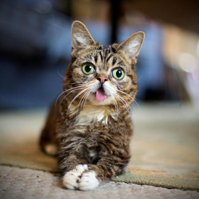 The five most famous cats of the Internet