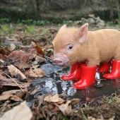 The funniest photos of mini piglets