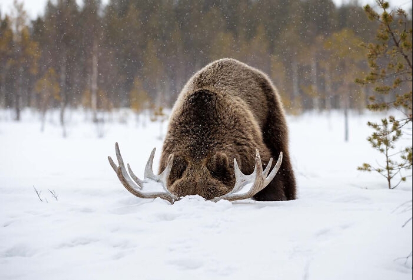 The German Society For Nature Photography Has Chosen The Best Wildlife Photographs In Europe