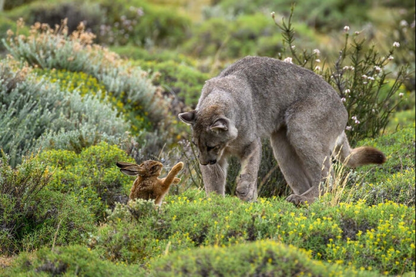 The German Society For Nature Photography Has Chosen The Best Wildlife Photographs In Europe