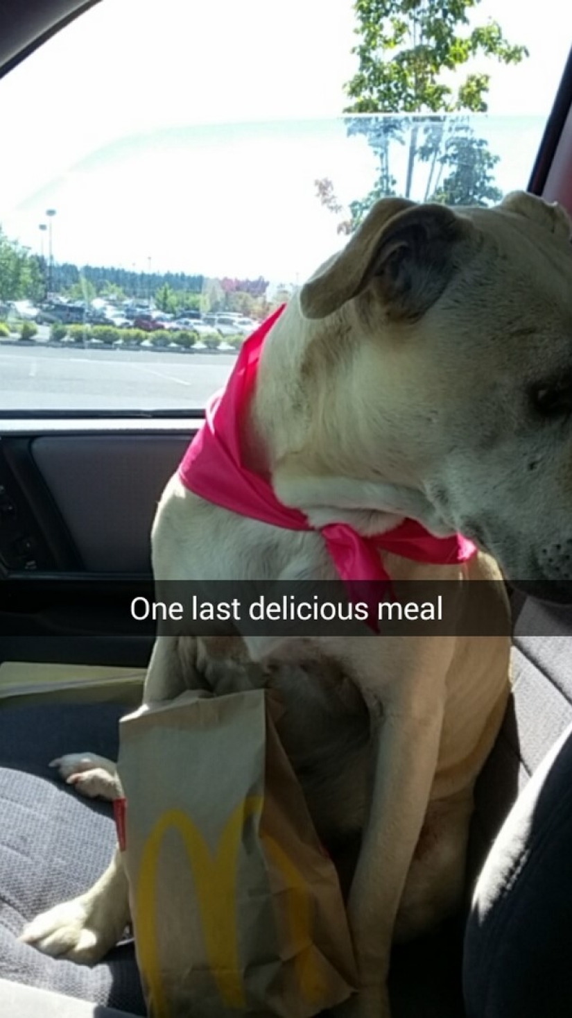 The girl arranged a farewell day for her beloved seriously ill dog before euthanasia