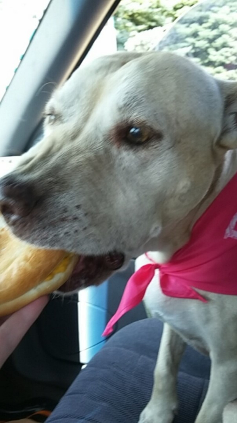 The girl arranged a farewell day for her beloved seriously ill dog before euthanasia