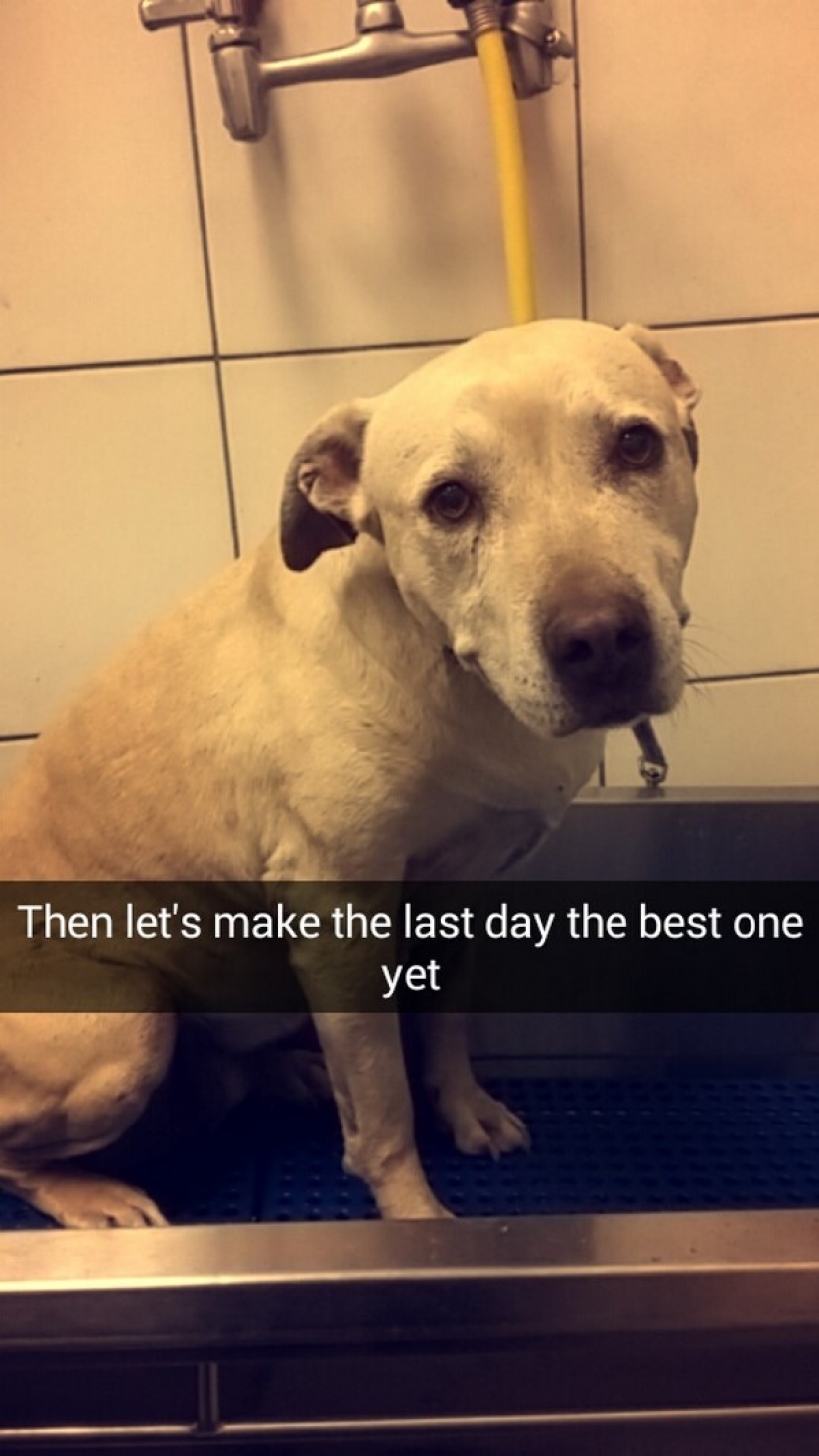 The girl arranged a farewell day for her beloved seriously ill dog before euthanasia