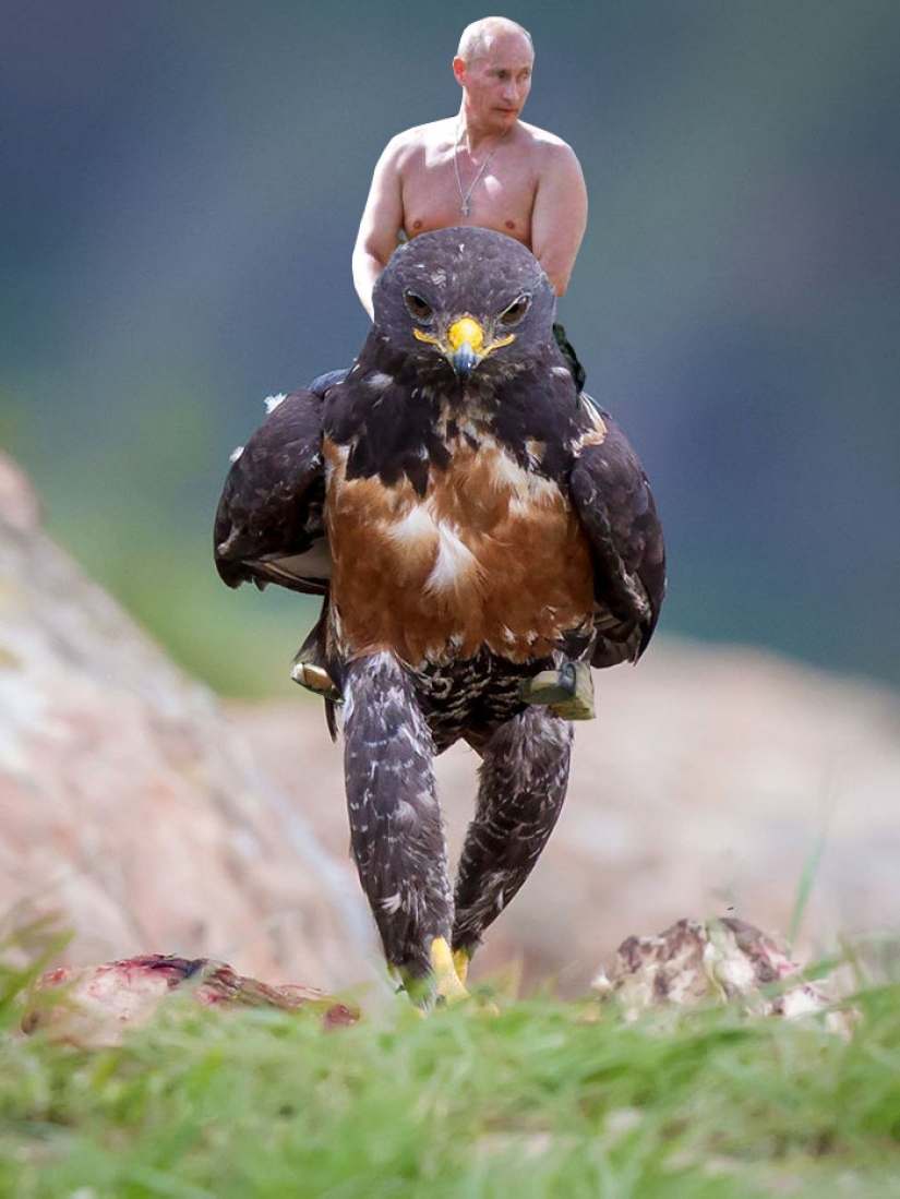 The hawk became the hero of the photoshop battle
