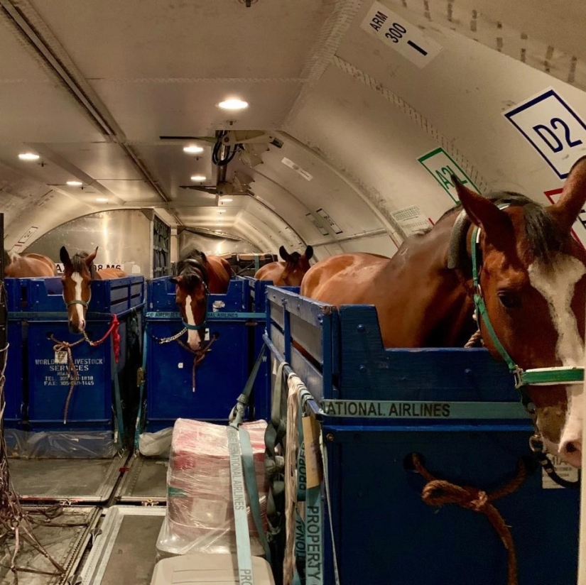The herd goes to the sky: how horses are transported on airplanes