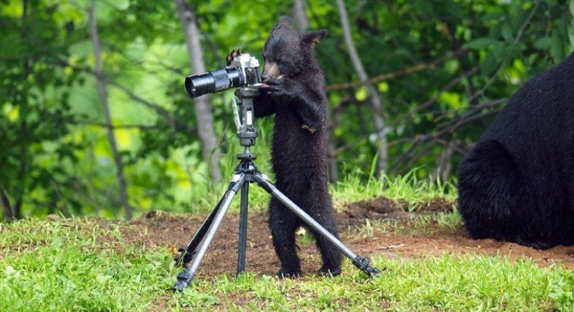 The humanized life of the family of black bears