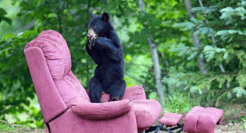 The humanized life of the family of black bears