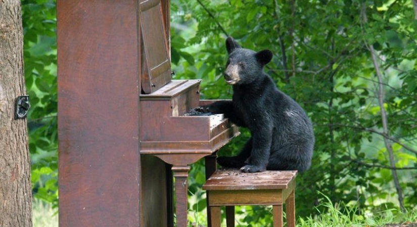 The humanized life of the family of black bears