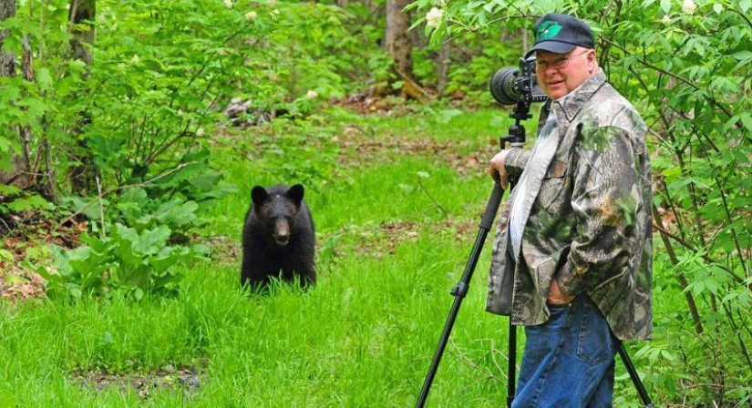 The humanized life of the family of black bears