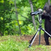 The humanized life of the family of black bears