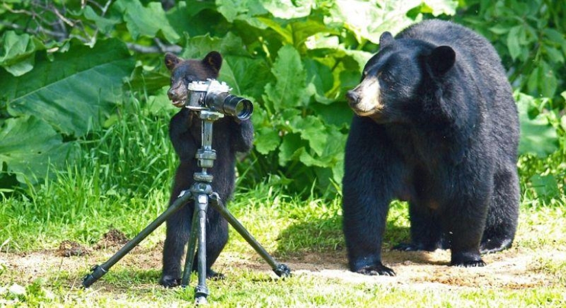 The humanized life of the family of black bears