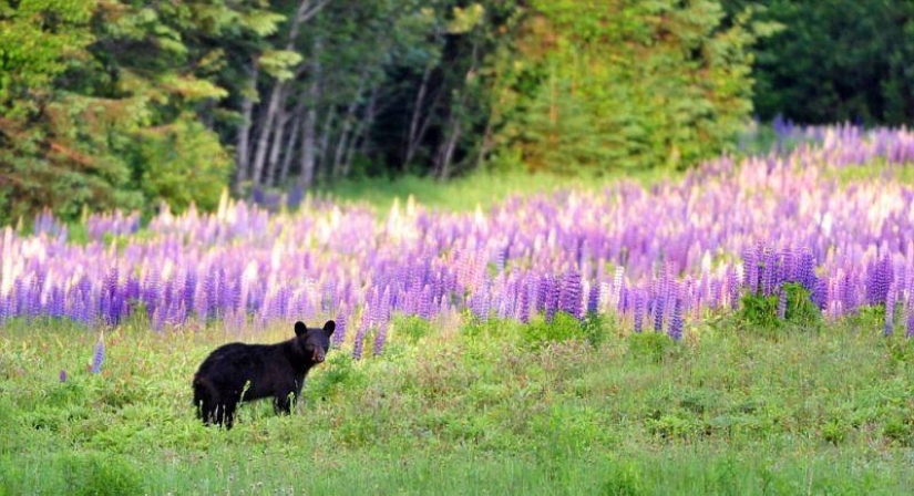 The humanized life of the family of black bears