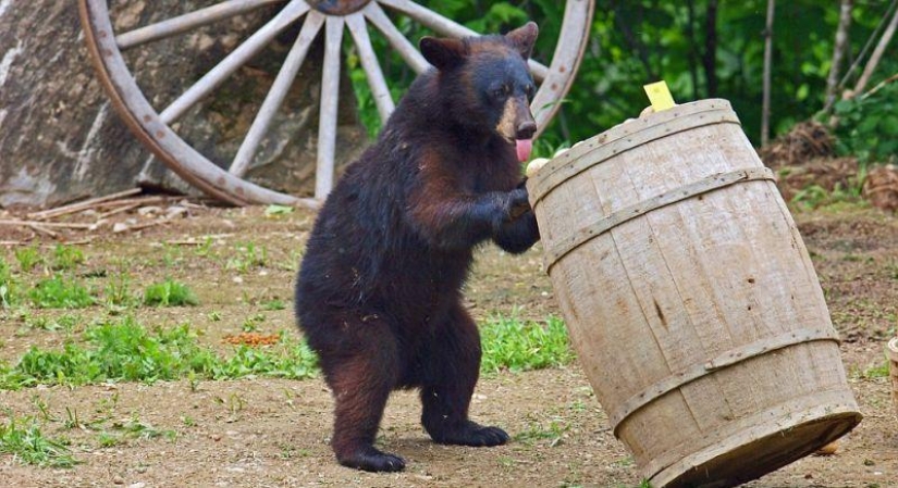 The humanized life of the family of black bears