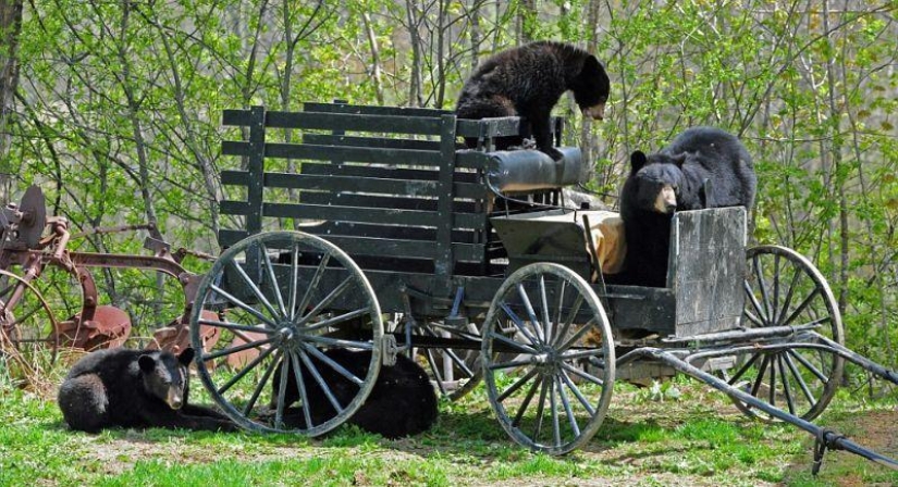 The humanized life of the family of black bears