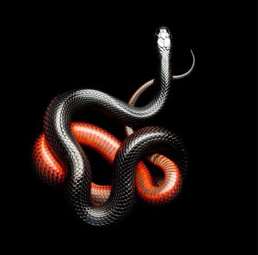 The incredible beauty of venomous snakes in Mark Light's photo project